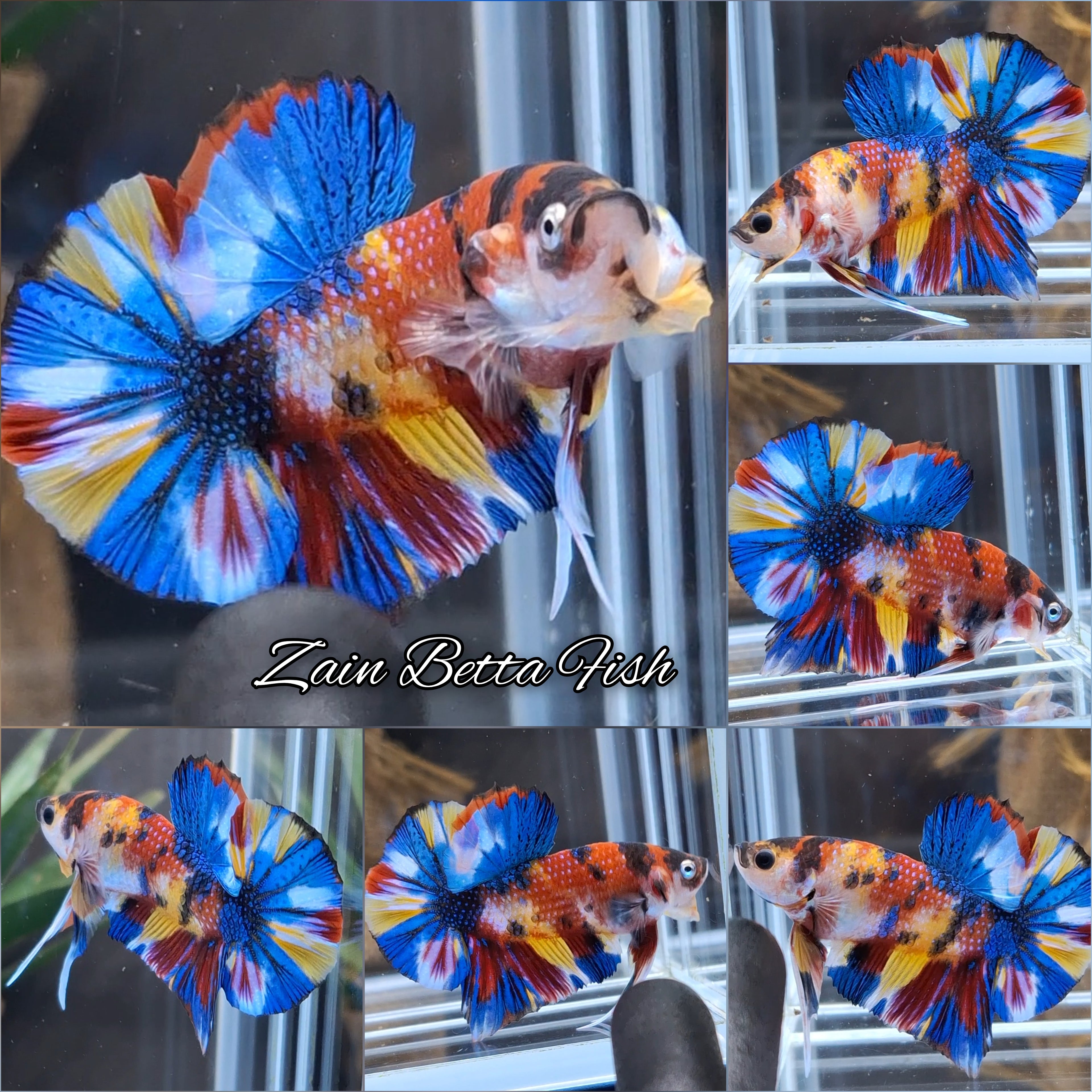 Multicolor Metalic Strong Color HMPK Betta Fish Male