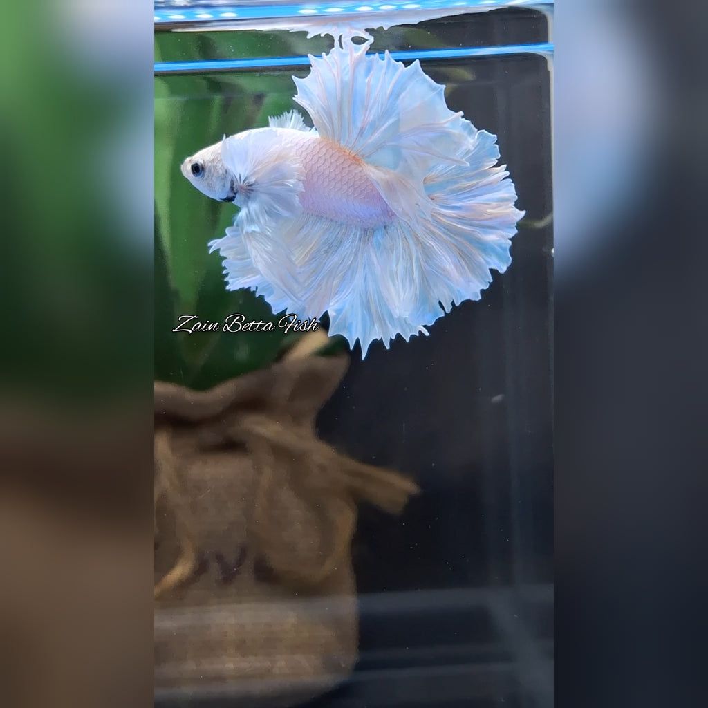 King Feathertail Dumbo Ear White Unicorn Rare Premium Betta Fish Male