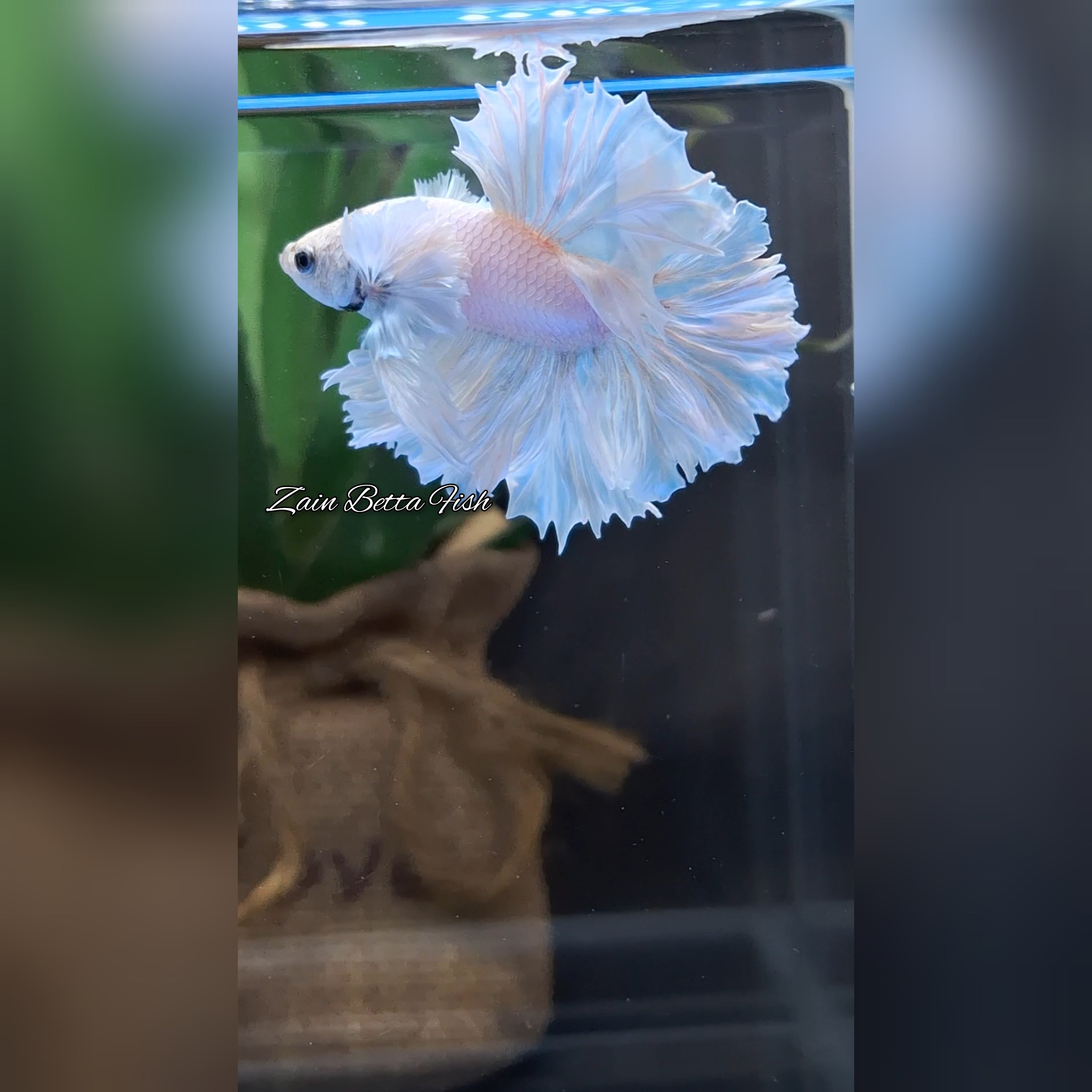 King Feathertail Dumbo Ear White Unicorn Rare Premium Betta Fish Male