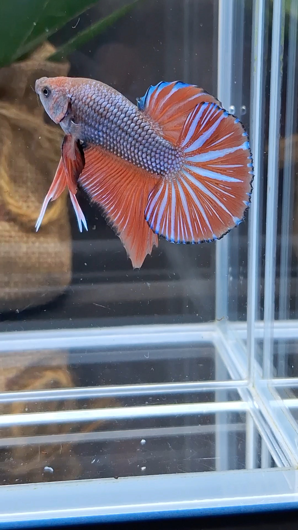 Orange Pumpkin Big Tail HMPK Betta Fish Male