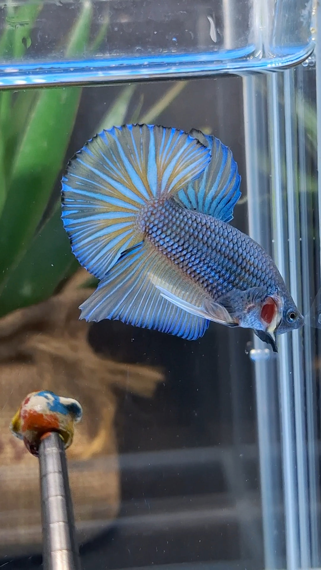 Mustard Gas Big Tail HMPK Betta Fish Male