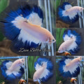 Halfmoon Blue Rim Betta Fish Male