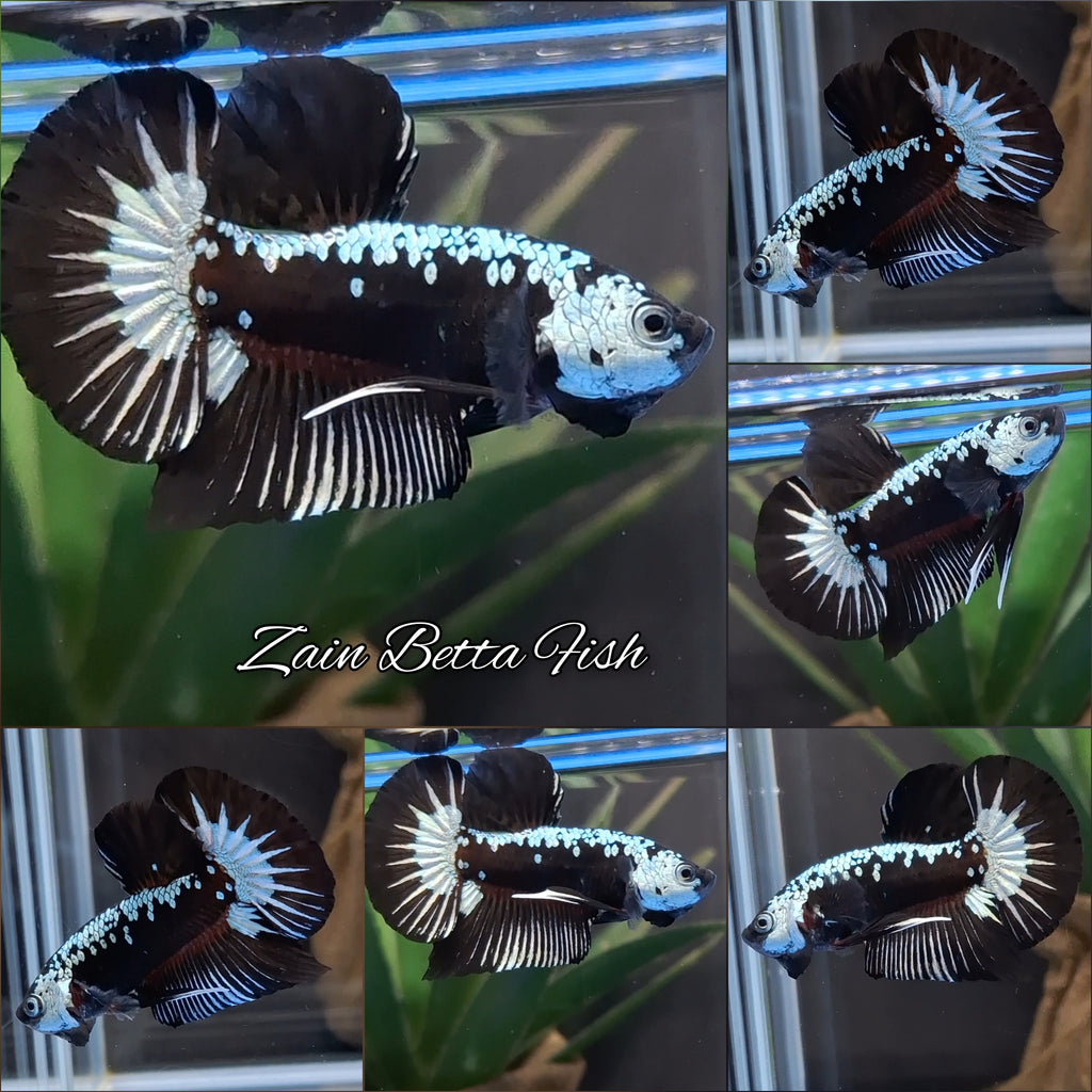 Samurai Black Mamba Snow Plakat HMPK Betta Fish Male
