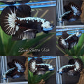 Samurai Black Mamba Snow Plakat HMPK Betta Fish Male