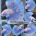 Halfmoon Dumbo Ear Shine Aurora Color Betta Fish Male
