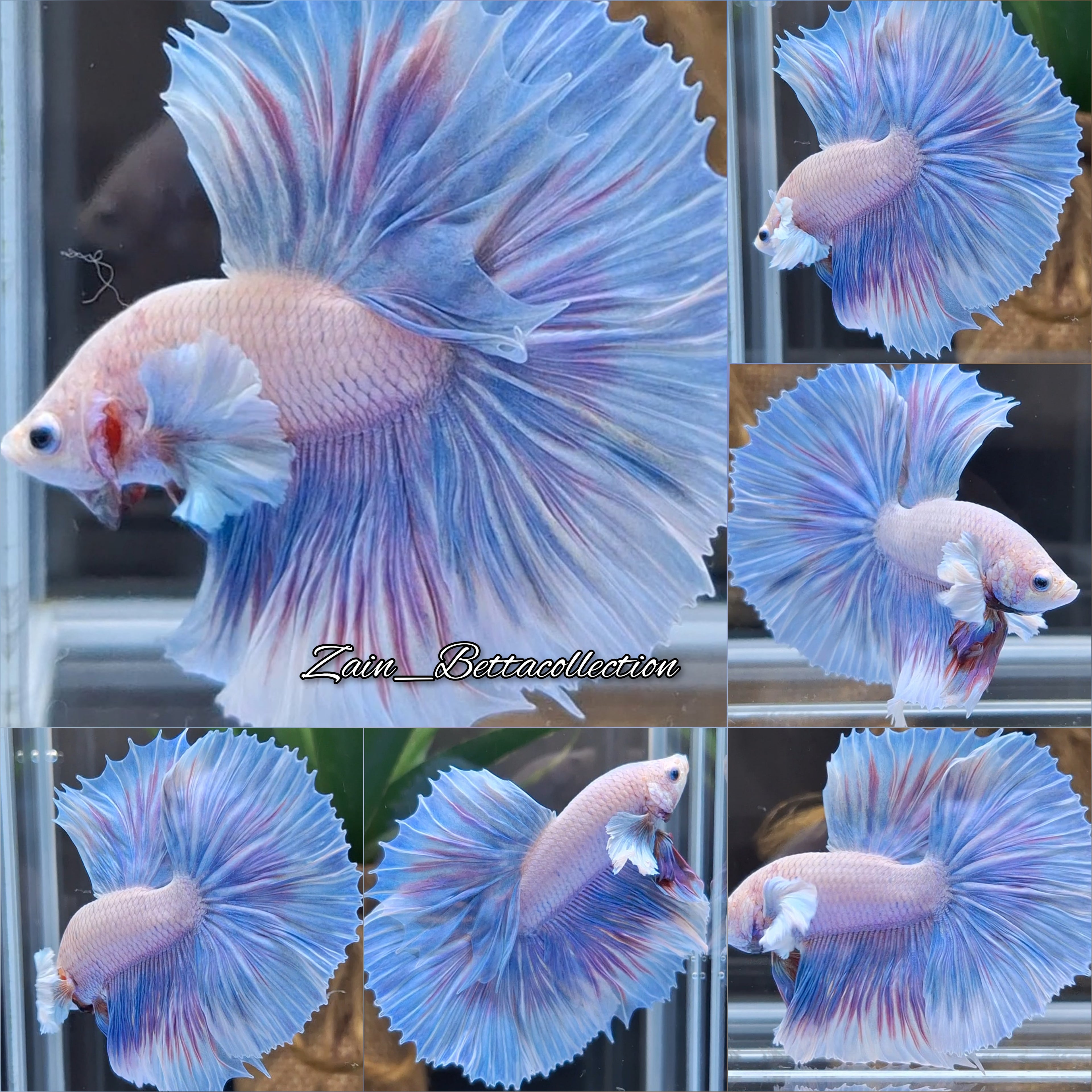 Halfmoon Dumbo Ear Shine Aurora Color Betta Fish Male
