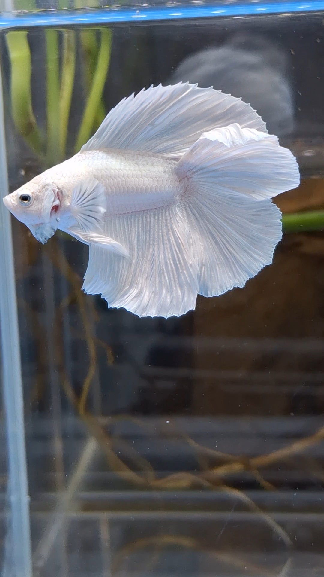 Halfmoon Double Tail White Platinum Betta Fish Male