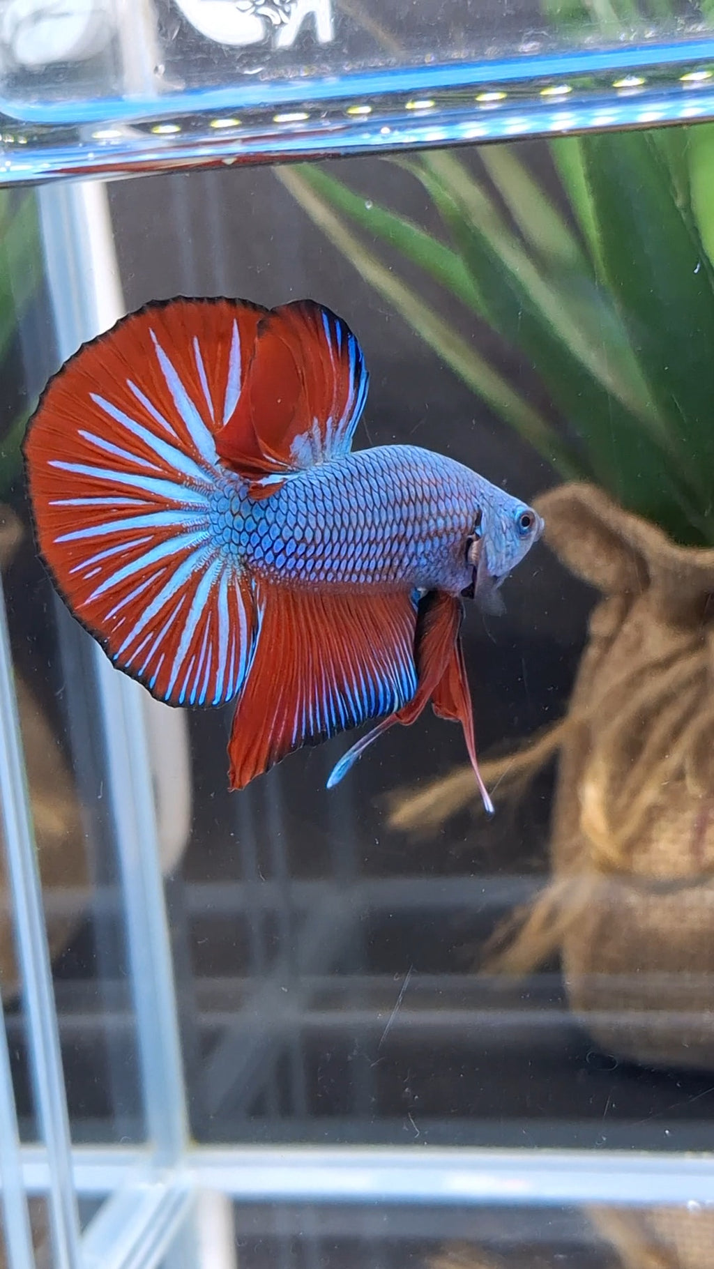 Blue Turquoise Dragon Startail Big Tail HMPK Betta Fish Male