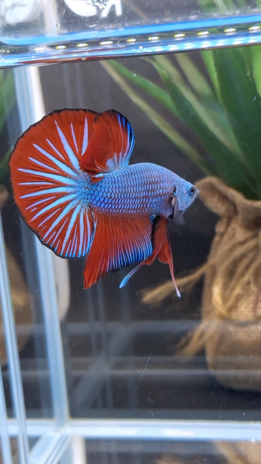 Blue Turquoise Dragon Startail Big Tail HMPK Betta Fish Male