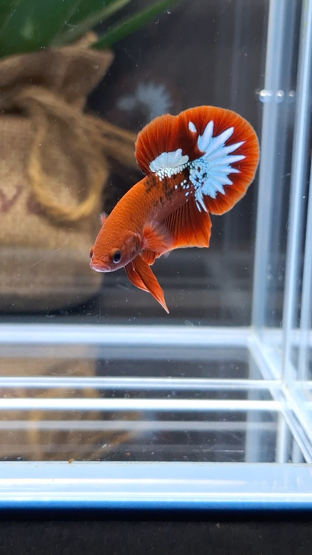 Red Fancy Copper FCCP Startail Plakat HMPK Betta Fish Male