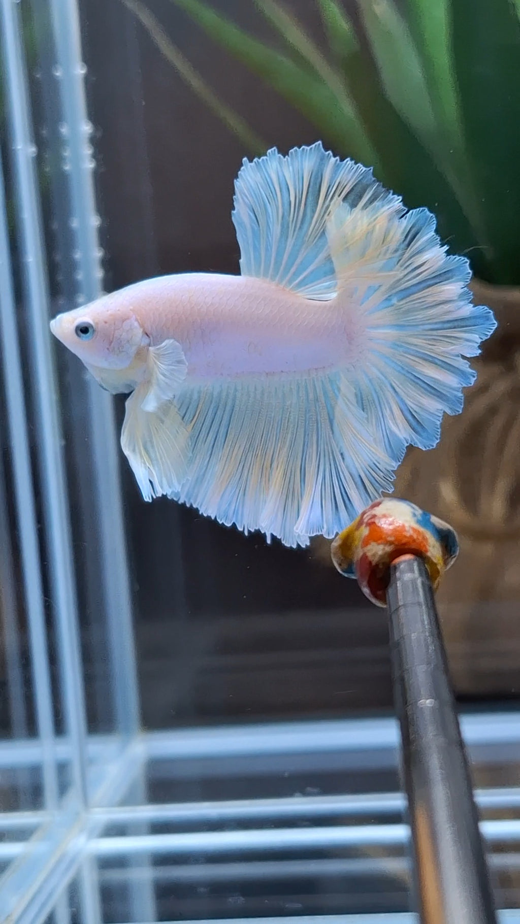 King Feathertail Soft Gold Unicorn Rare Betta Fish Male