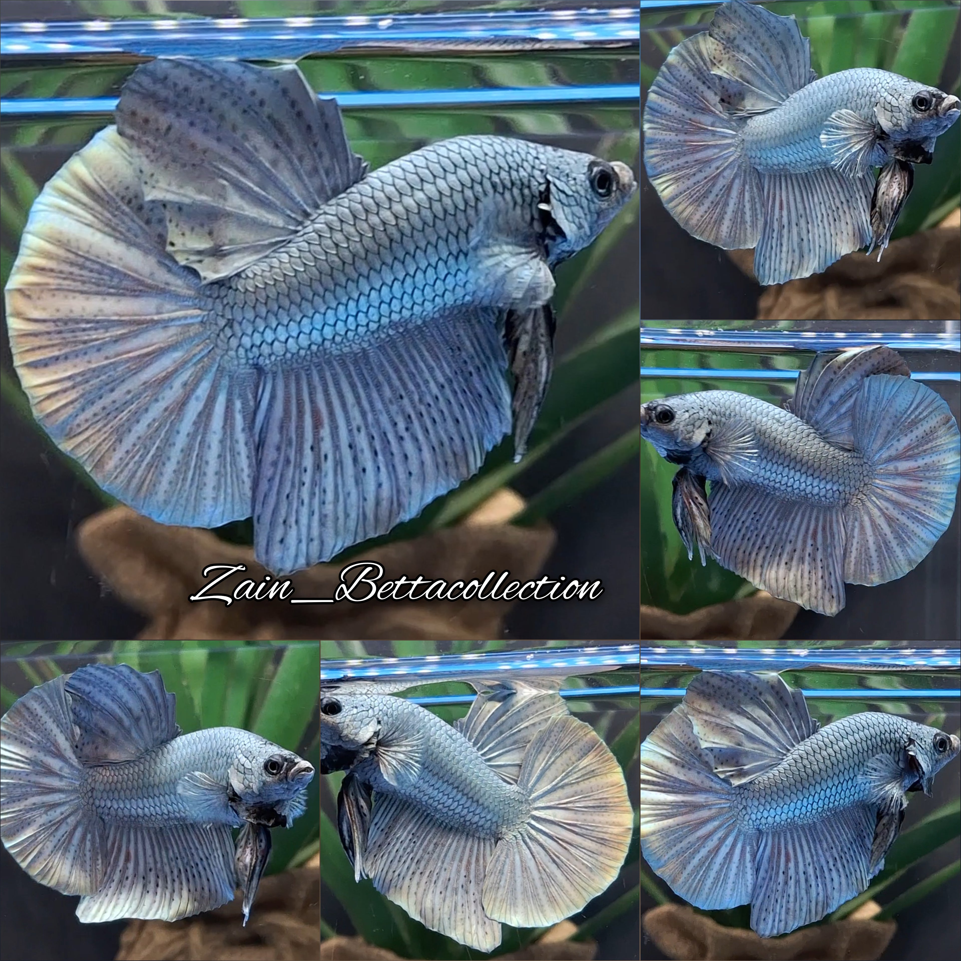Copper Giant HMPK Betta Fish Male