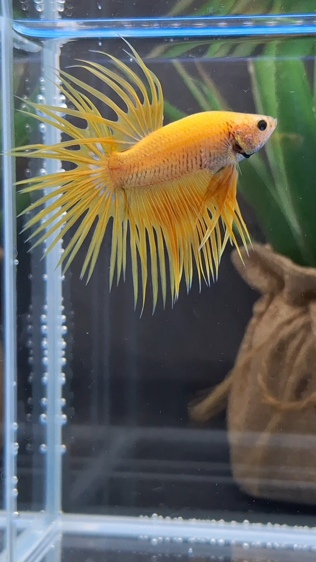 Crowntail Yellow Pineapple Betta Fish Male