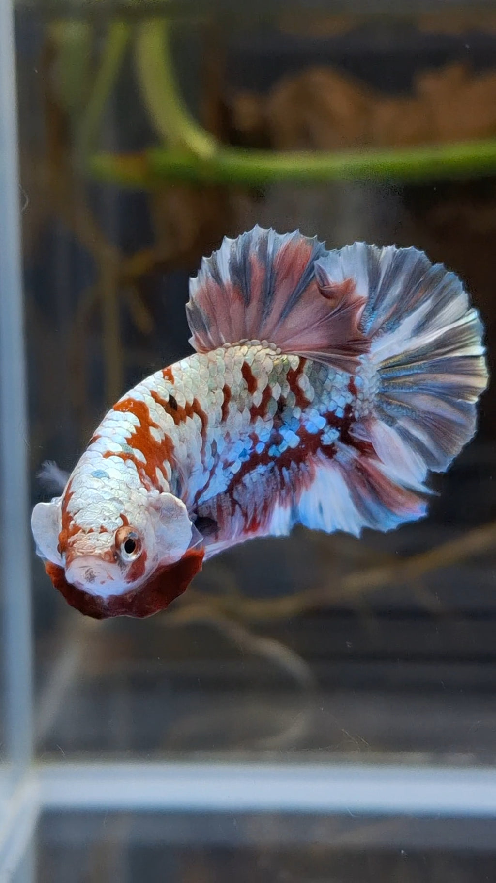 Red Koi Copper Gold Iron Man Plakat HMPK Betta Fish Male