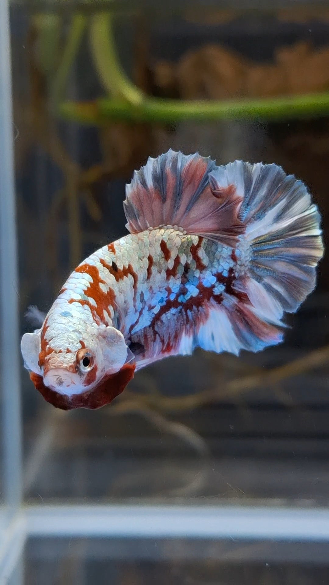 Red Koi Copper Gold Iron Man Plakat HMPK Betta Fish Male