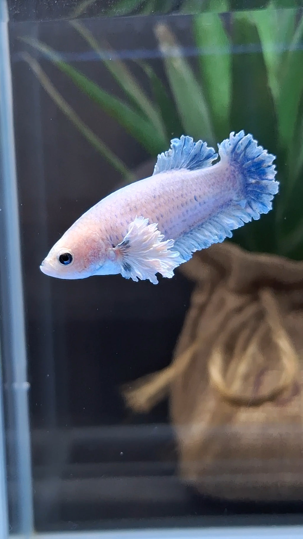 King Feathertail Rose Dumbo Ear Female Betta Fish For Sorority / Breed