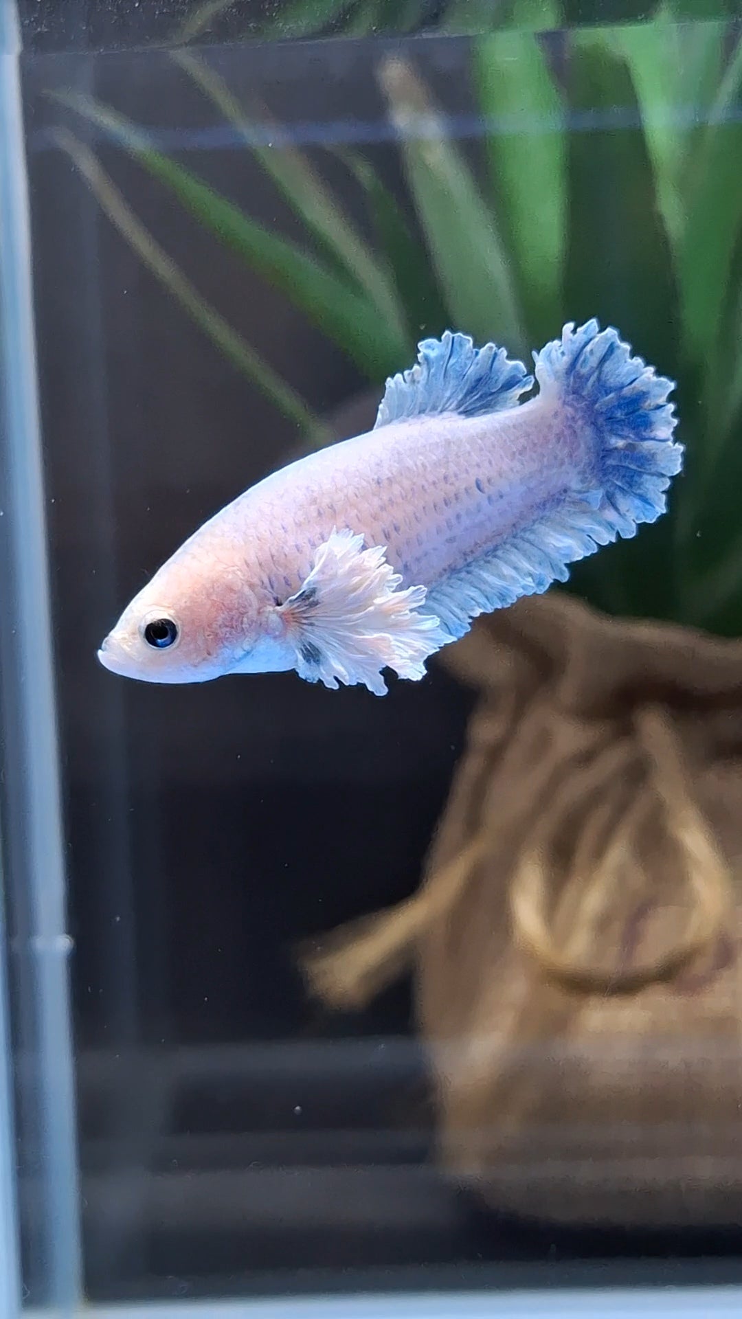 King Feathertail Rose Dumbo Ear Female Betta Fish For Sorority / Breed