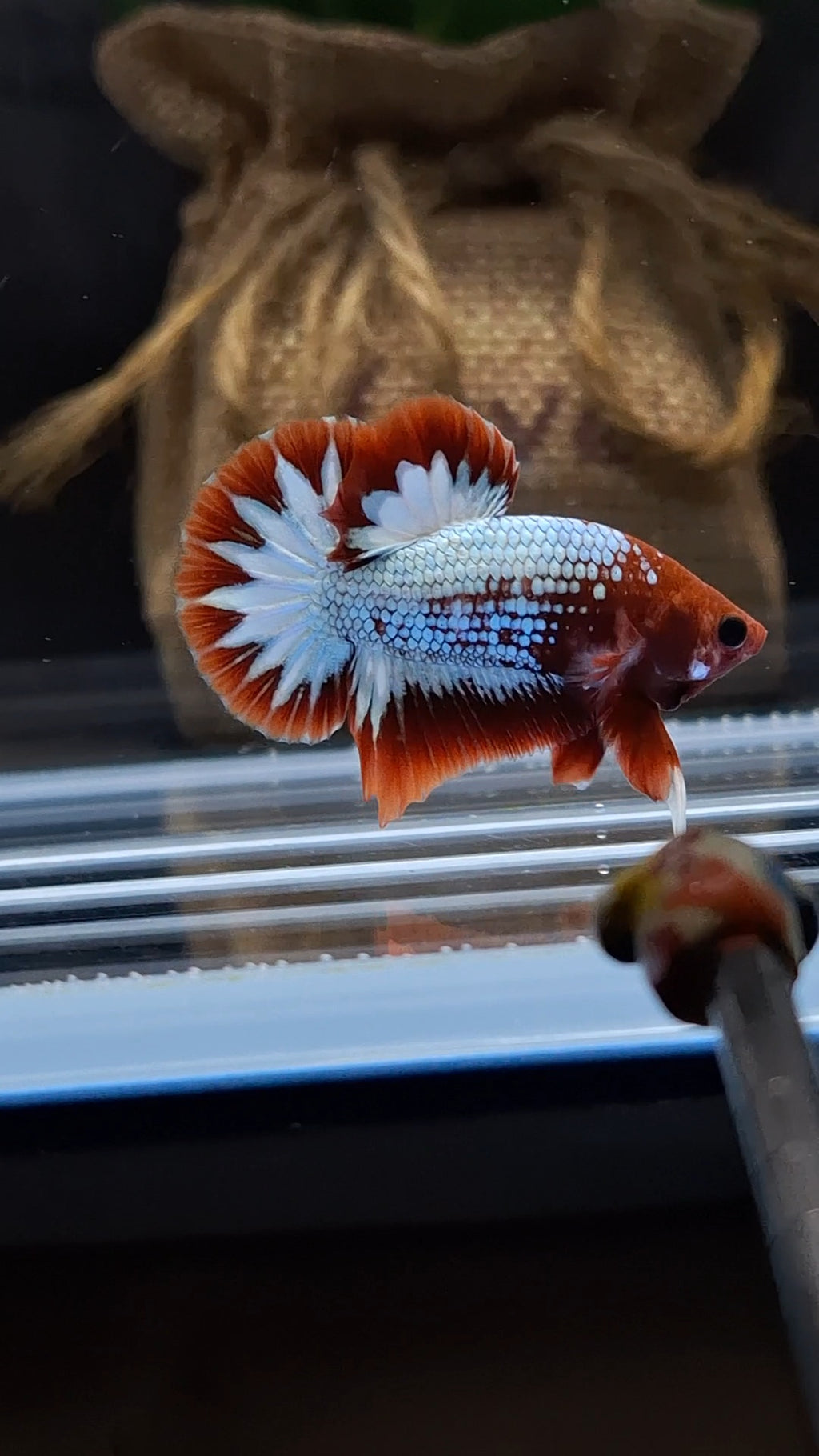 Red Fancy Copper FCCP Startail Plakat HMPK Betta Fish Male