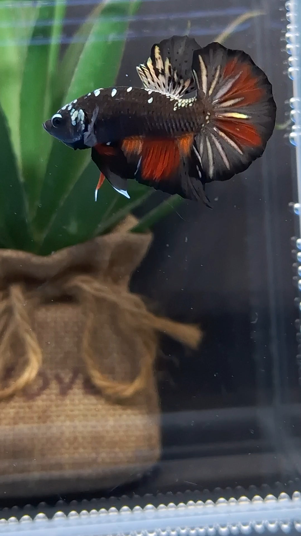 Avatar Black Variation Plakat HMPK Betta Fish Male