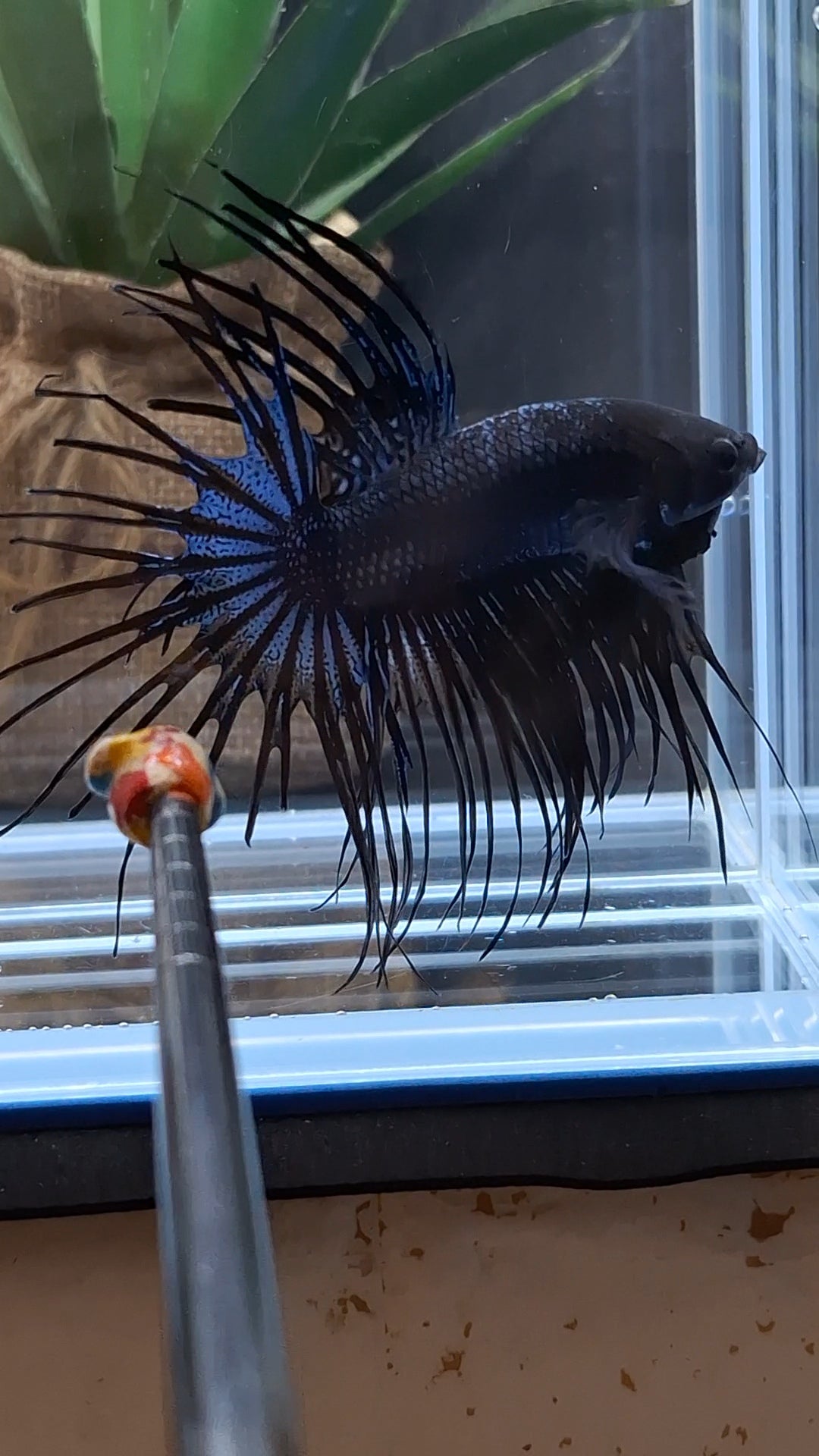 Crowntail Black Orchid Large Size Betta Fish Male