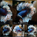 Feathertail Halfmoon Butterfly Betta Fish Male