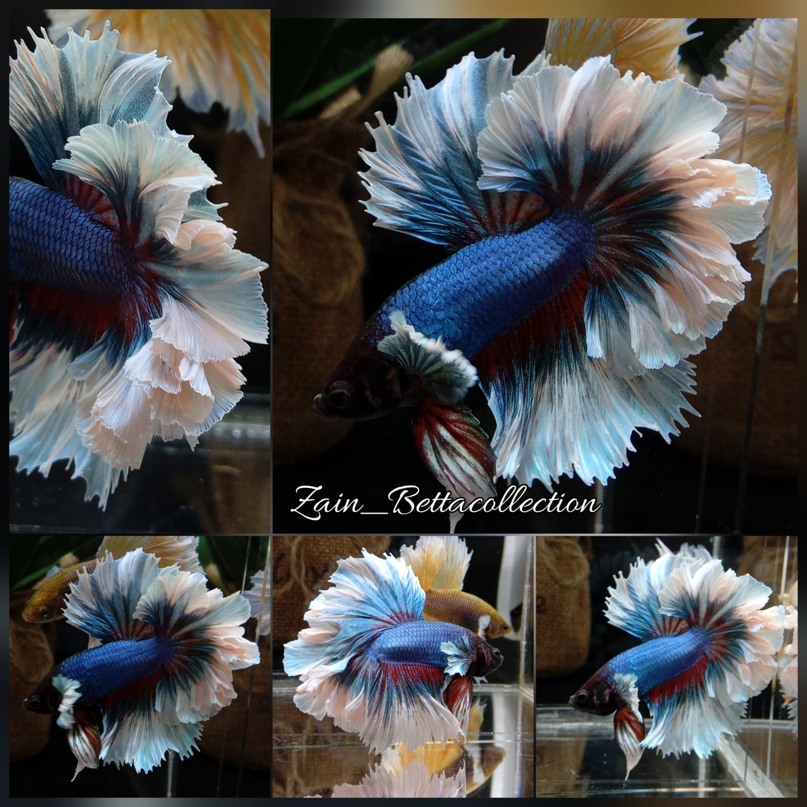 Feathertail Halfmoon Butterfly Betta Fish Male