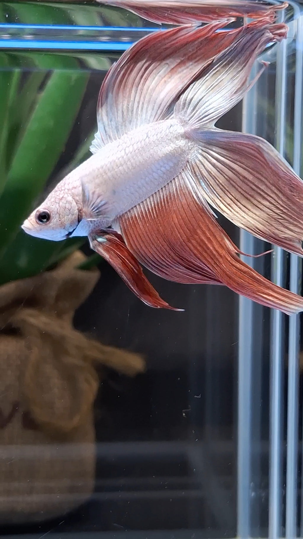 Monster Big XL Size Veiltail Double Tail Rose Gold Rare Betta Fish Male