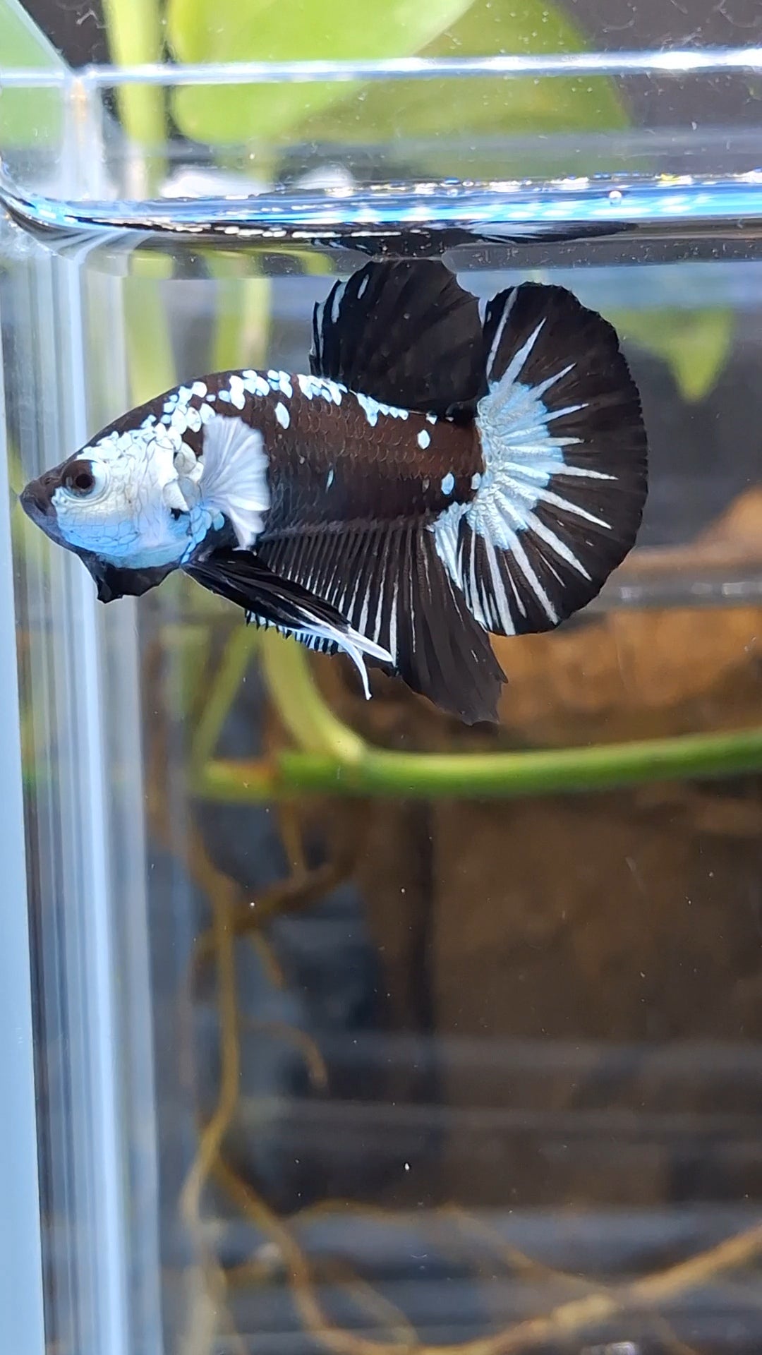 Samurai Black Mamba Snow Plakat HMPK Betta Fish Male