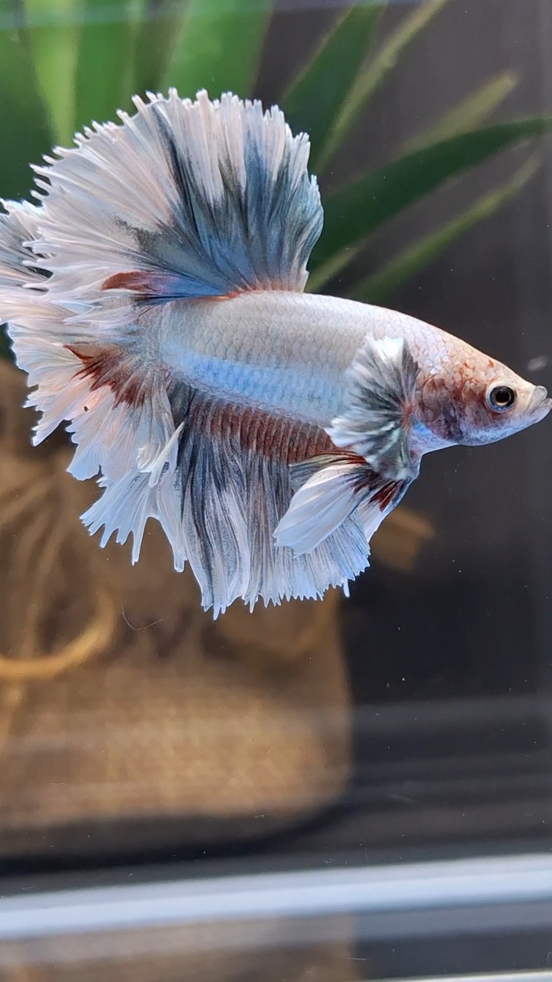 King Feathertail Dumbo Ear Pastel Copper Betta Fish Male