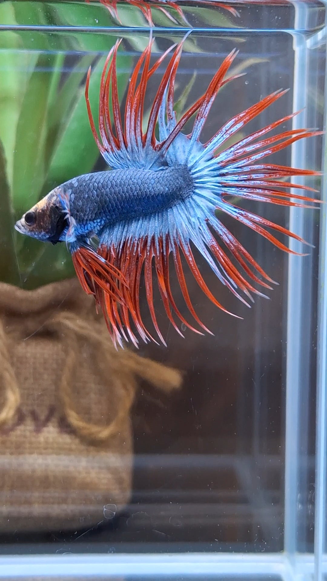 Crowntail Mascot Betta Fish Male