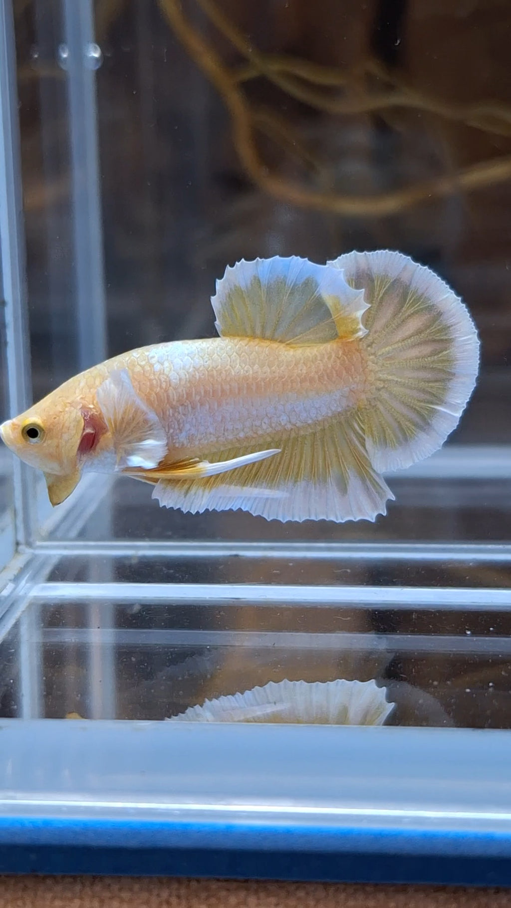 Gold Big Ear Butterfly Plakat Betta Fish Male