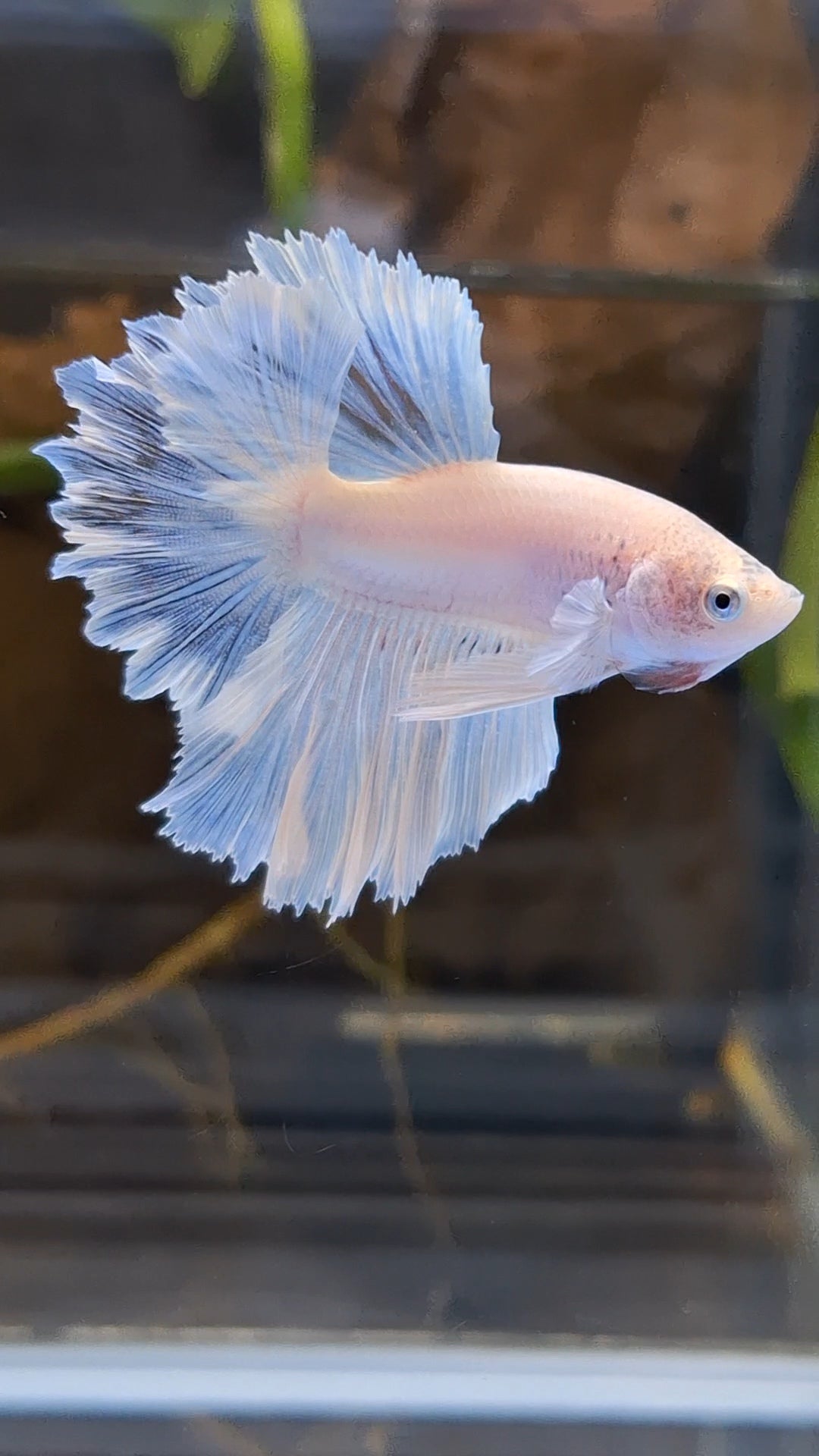 Junior Halfmoon Feathertail White Unicorn Betta Fish Male