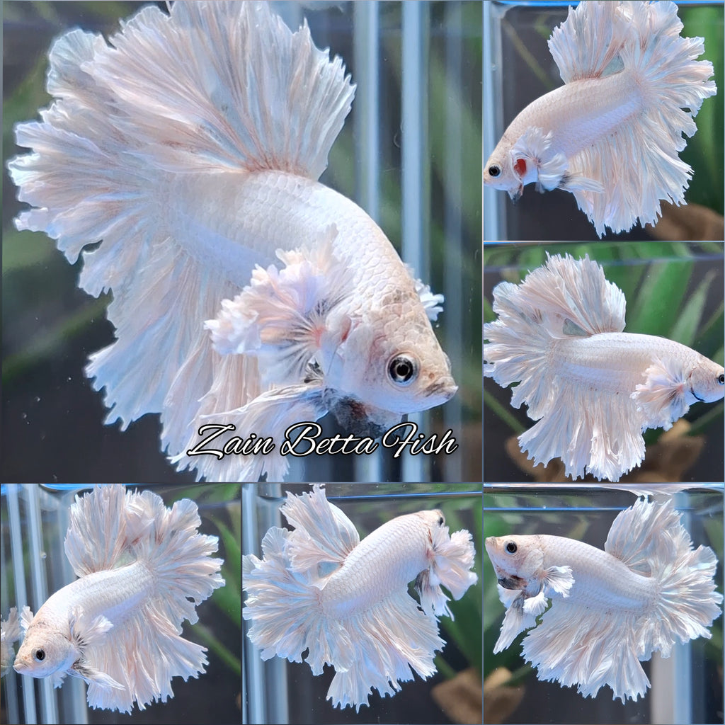 King Feathertail Rose Dumbo Ear White Dragon Platinum Betta Fish Male