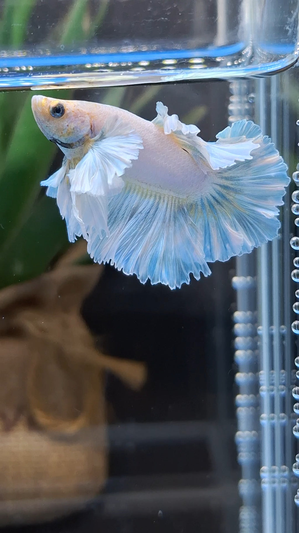 Junior King Feathertail Dumbo Ear Blue Sky Betta Fish Male