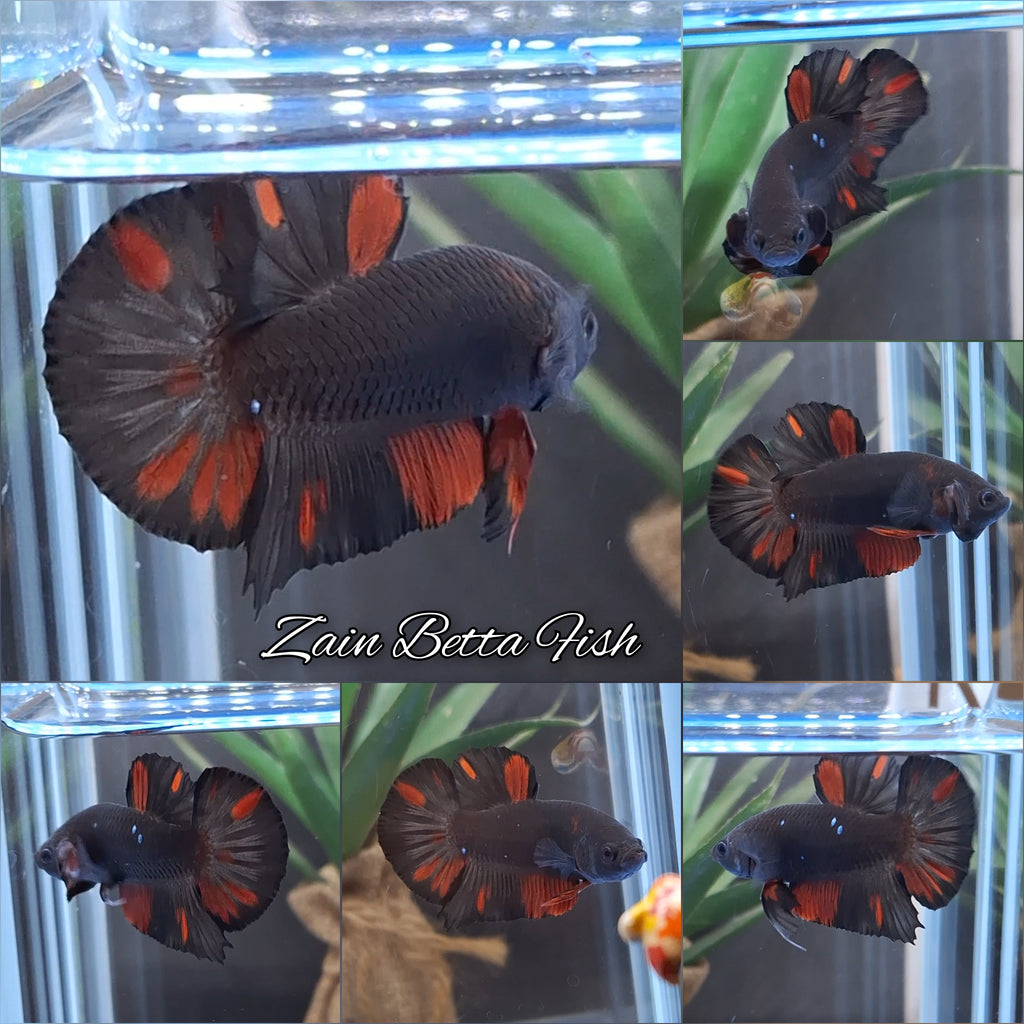 Avatar Black Red Vampire Fire Plakat HMPK Betta Fish Male