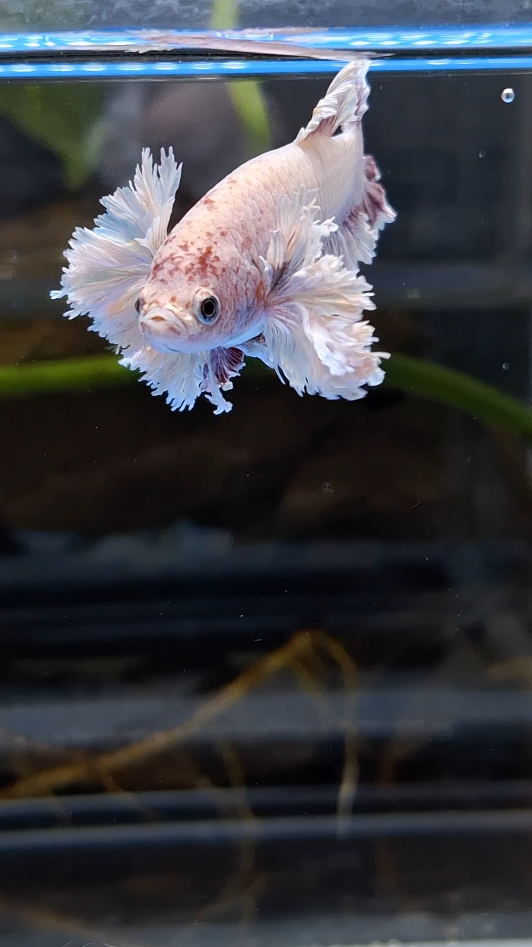 King Feathertail Rose Dumbo Ear Purple Pink Female Rare Betta Fish For Sorority / Breed