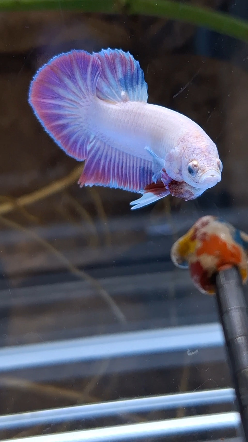 Hologram Aurora Pink Purple Plakat HMPK Rare Betta Fish Male
