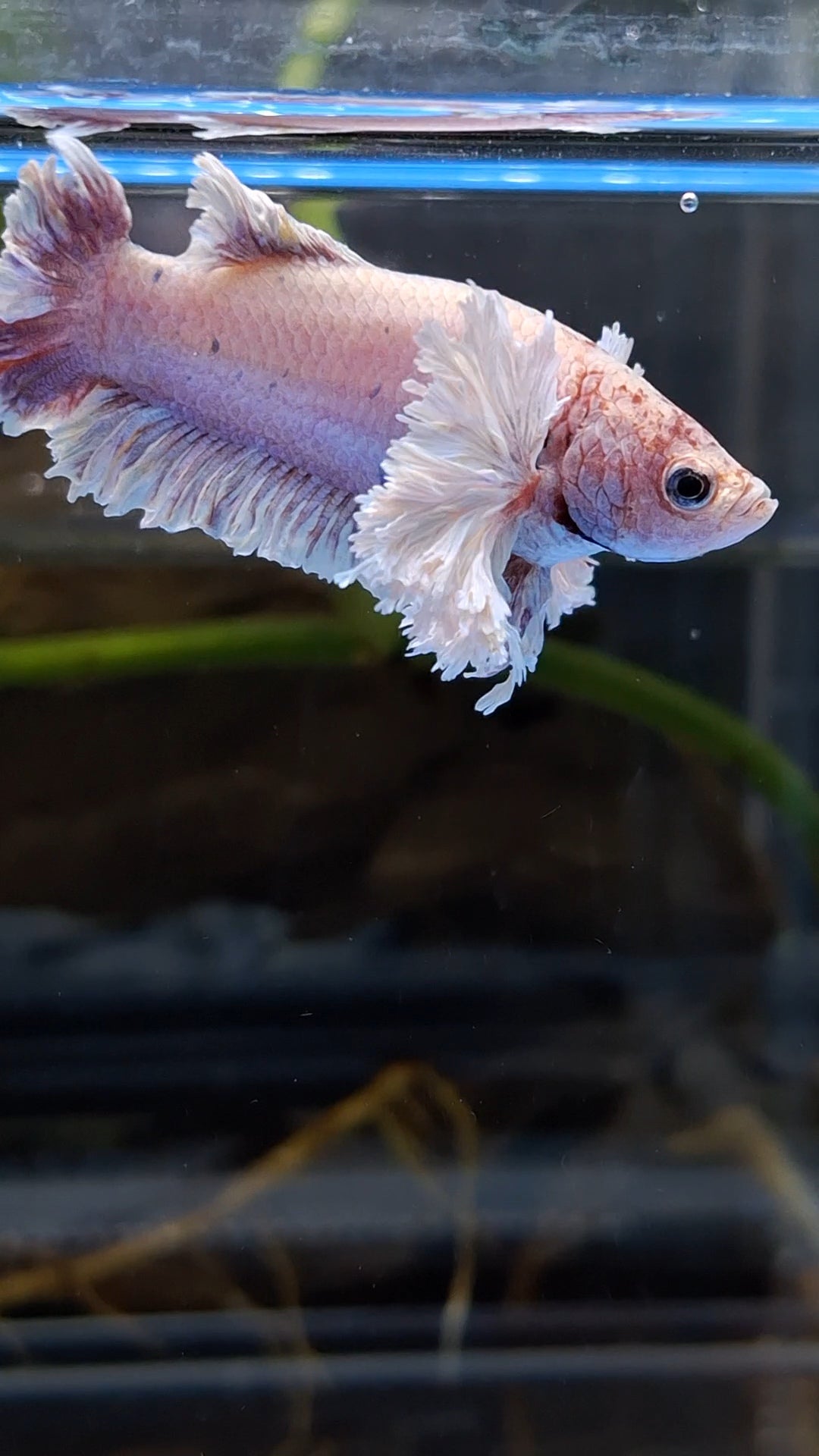 King Feathertail Rose Dumbo Ear Purple Pink Female Rare Betta Fish For Sorority / Breed