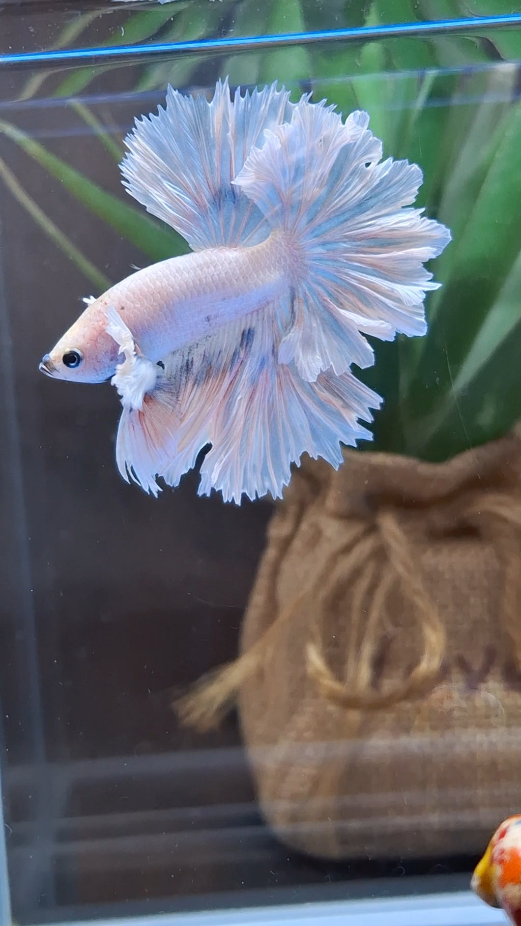 King Feathertail Dumbo Ear Sky Hawk Rare Betta Fish Male