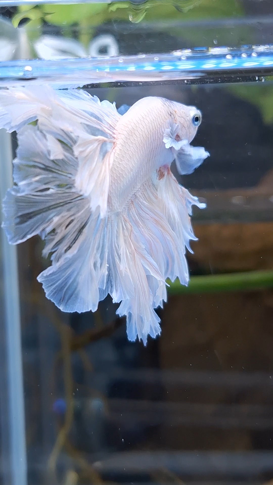 King Feathertail Betta Fish Male