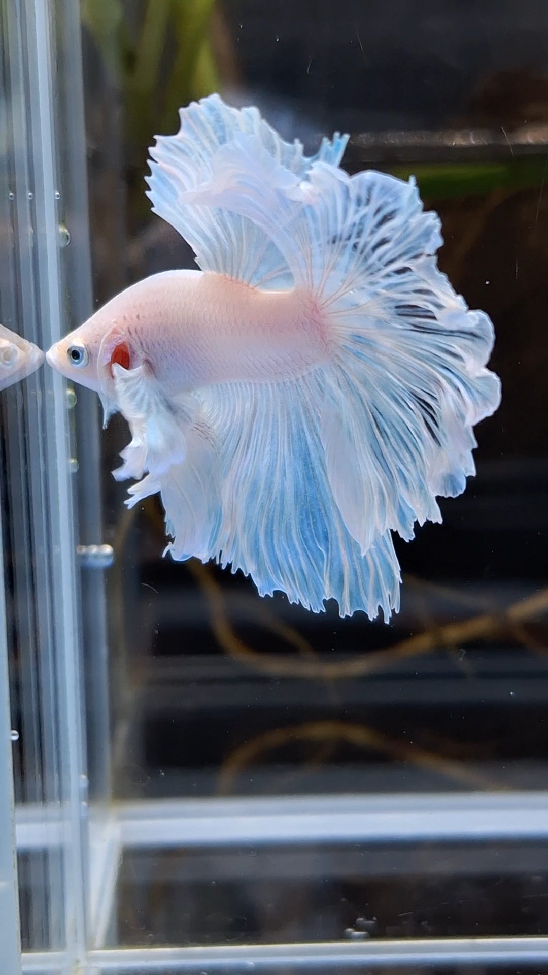 Halfmoon Feathertail Dumbo Ear White Unicorn Betta Fish Male
