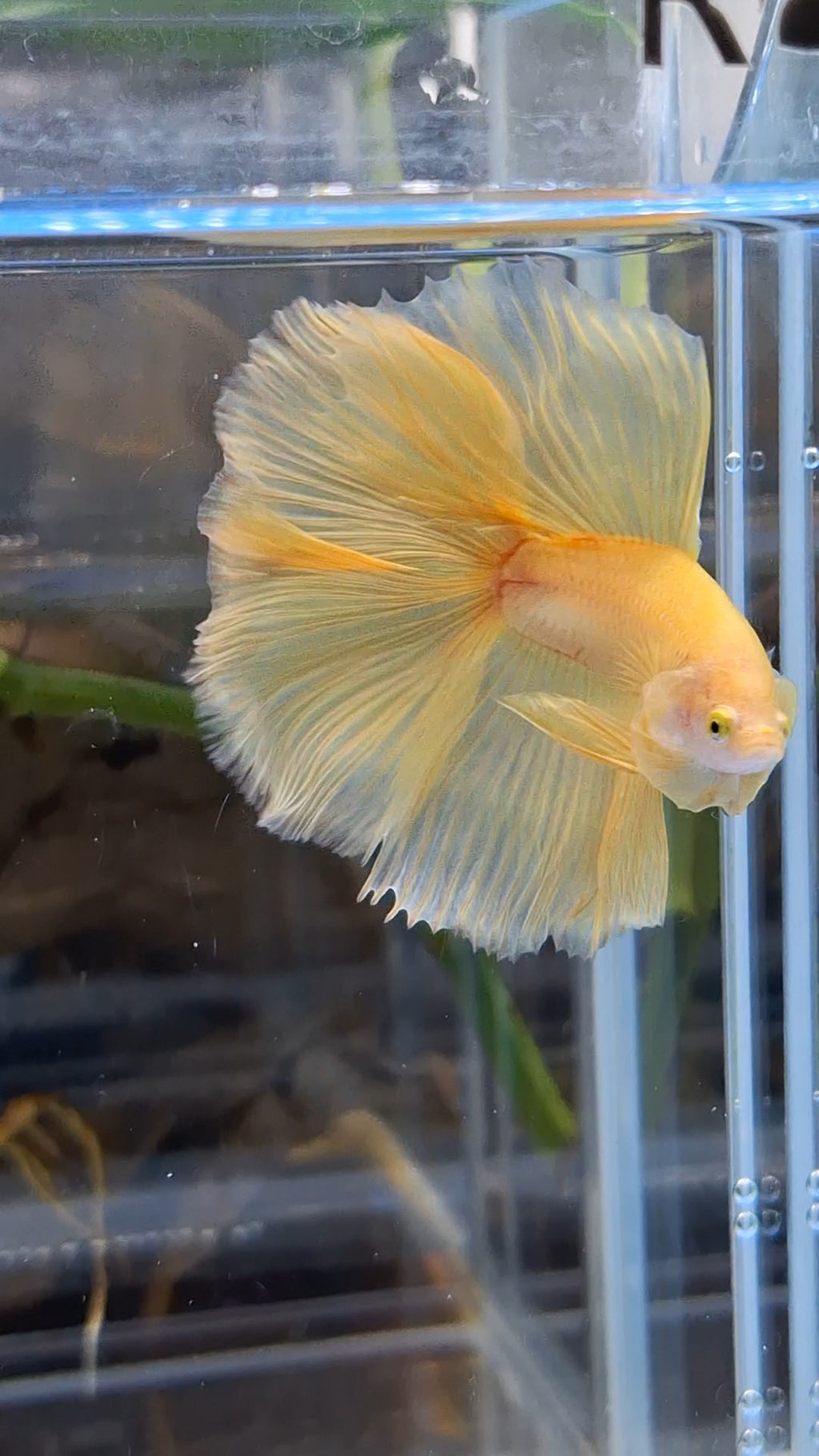 Halfmoon Double Tail Yellow Banana Betta Fish Male