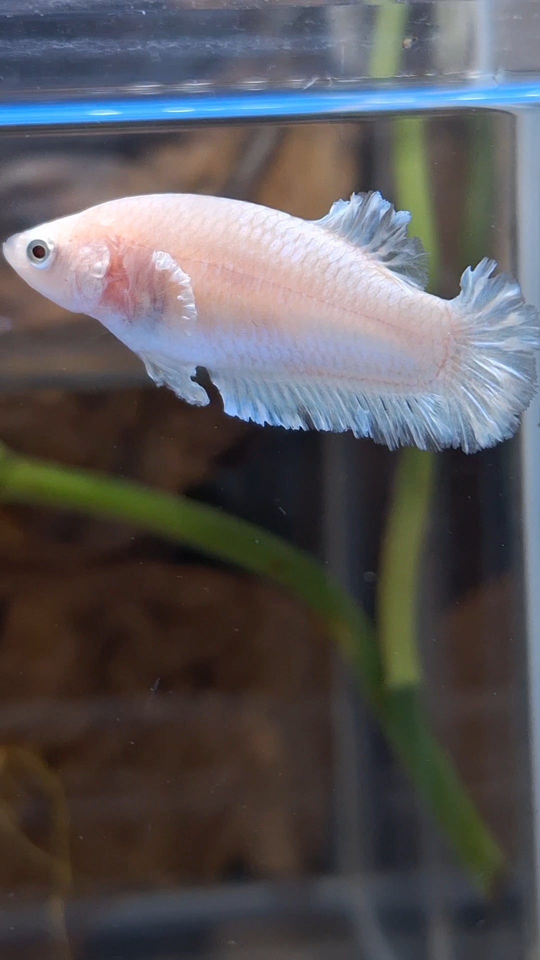 King Feathertail Unicorn Female Betta Fish For Sorority / Breed
