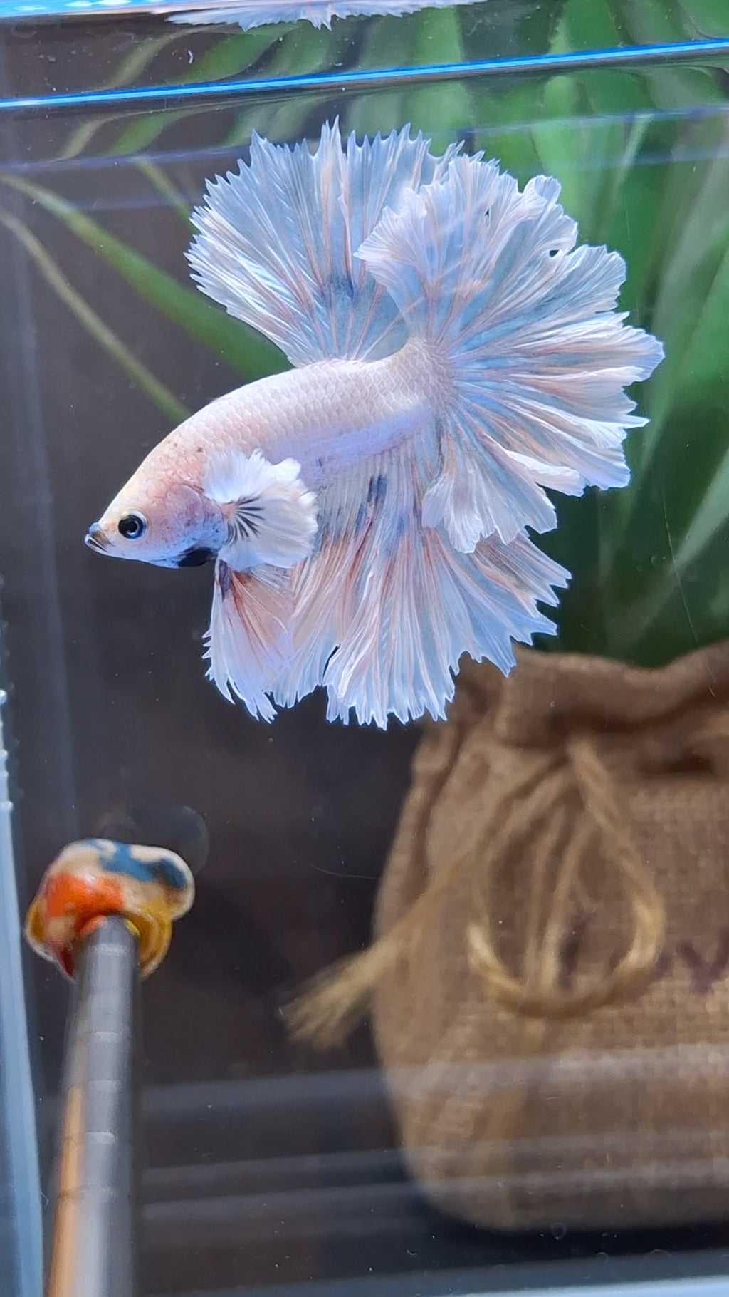 King Feathertail Dumbo Ear Sky Hawk Rare Betta Fish Male