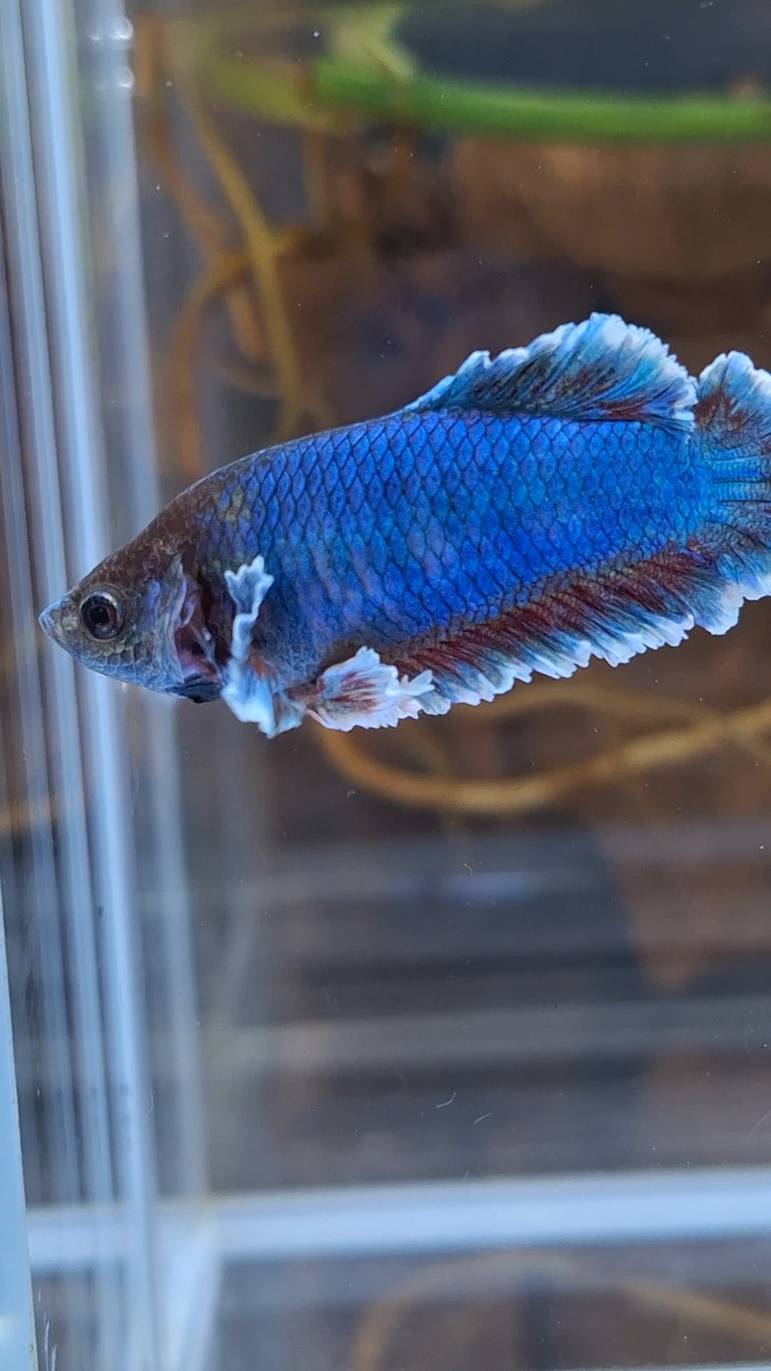 King Feathertail Female Betta Fish For Sorority / Breed