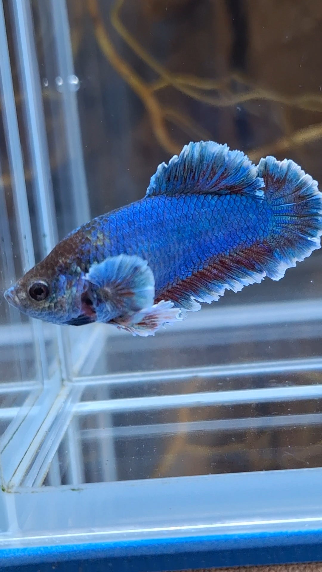 King Feathertail Female Betta Fish For Sorority / Breed