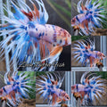 Crowntail Candy Rainbow Multicolor Polkadot Betta Fish Male