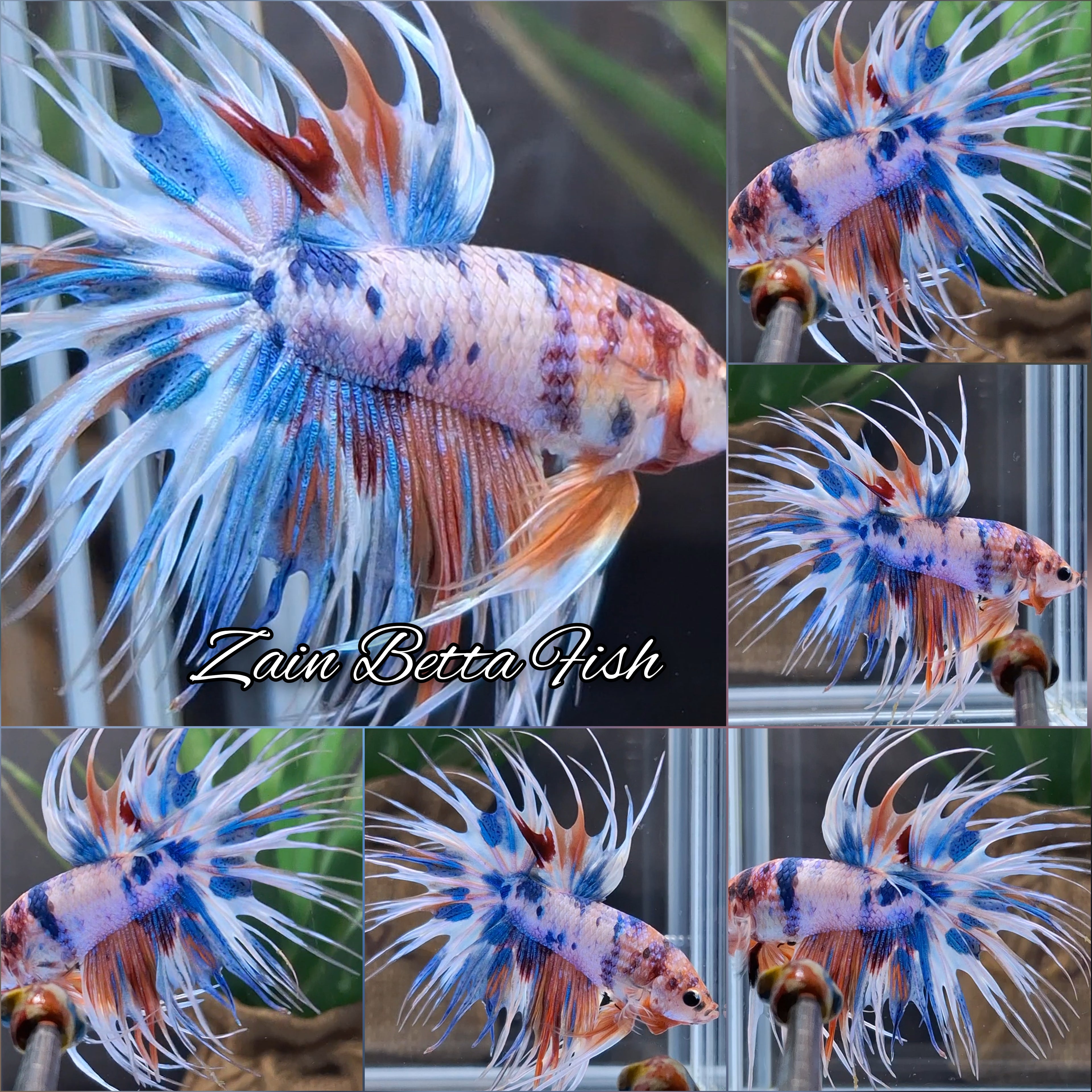 Crowntail Candy Rainbow Multicolor Polkadot Betta Fish Male