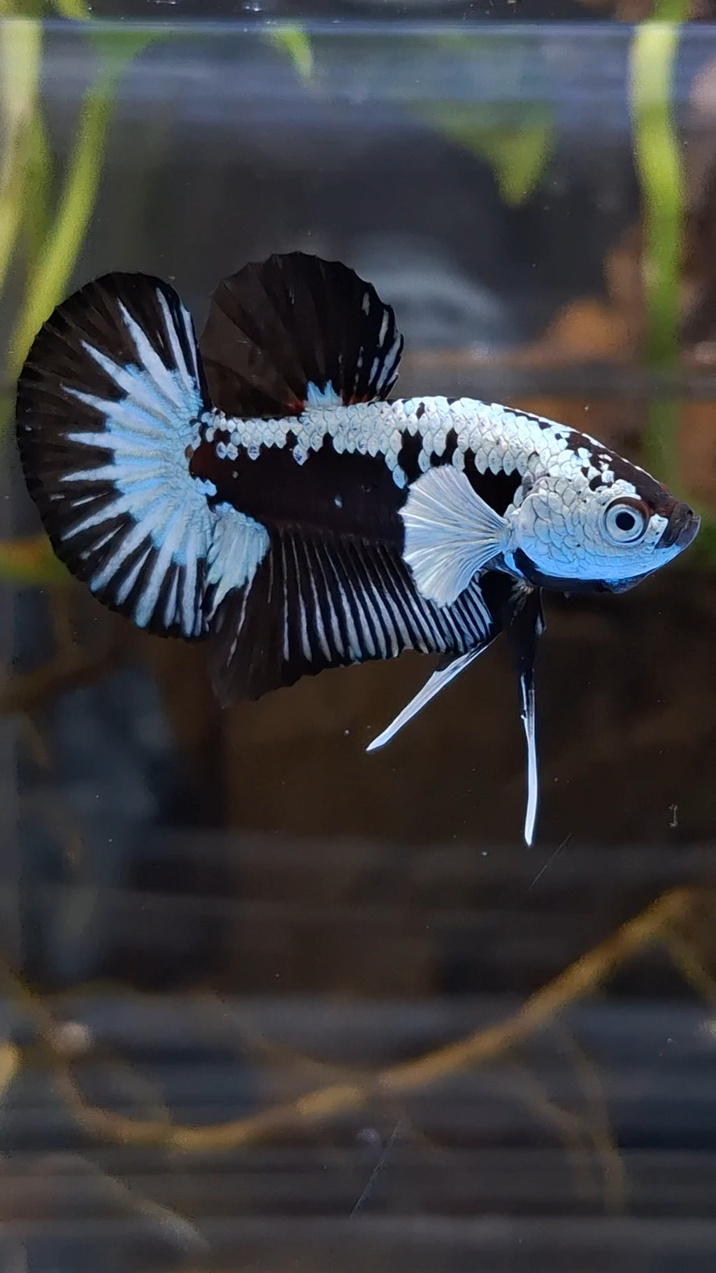 Samurai Black Mamba Snow White Ear Plakat HMPK Betta Fish Male