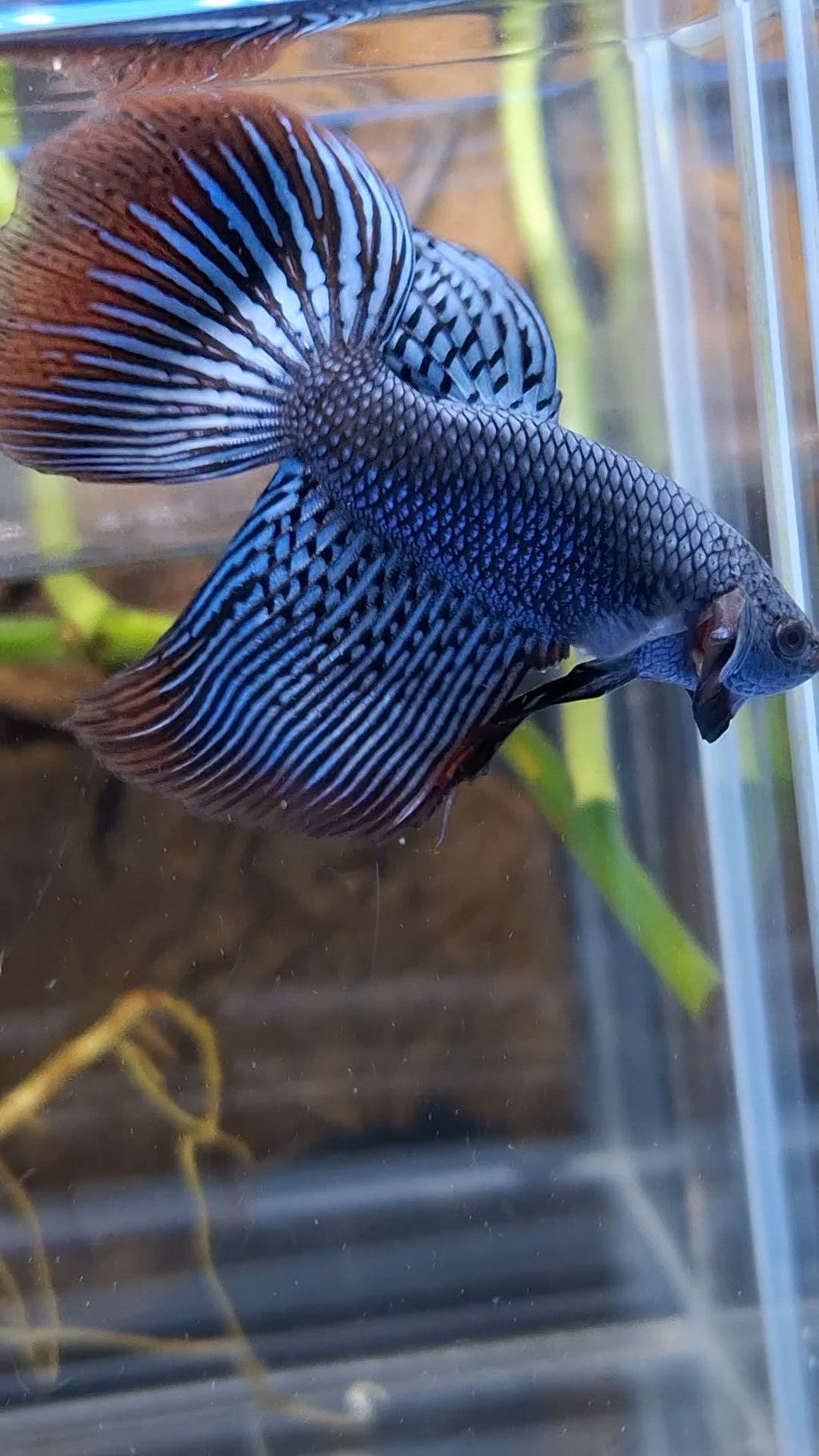 Alien Long Fins Rare Wild Betta Fish Male